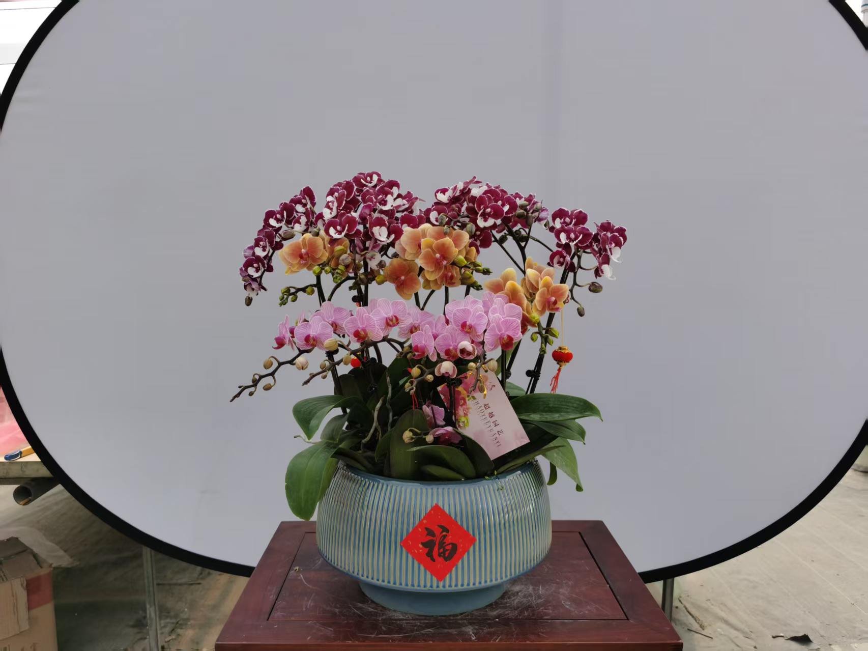 上海花卉租赁