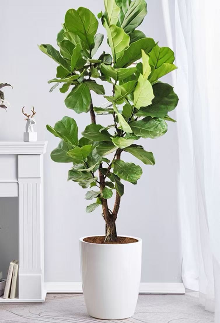 上海植物租赁场景词